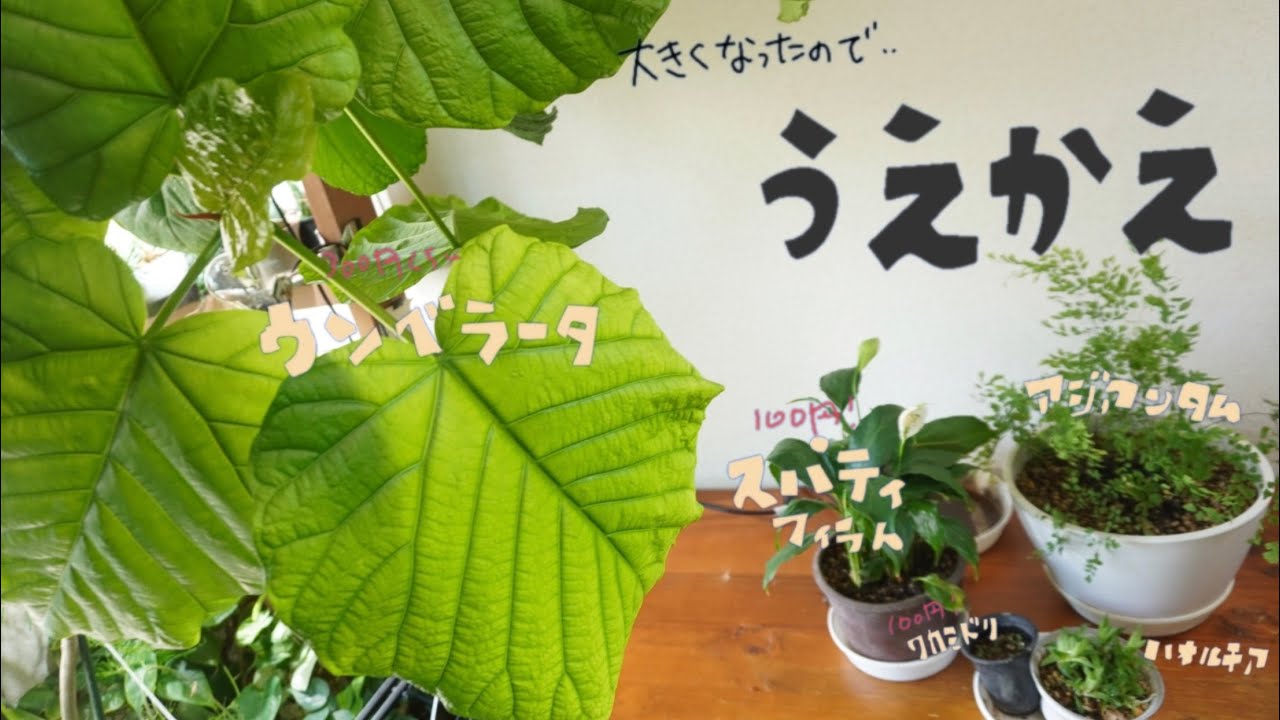 成長した観葉植物6株 植え替えてみた ウンベラータ ゴムノキ アジアンタム Youtube