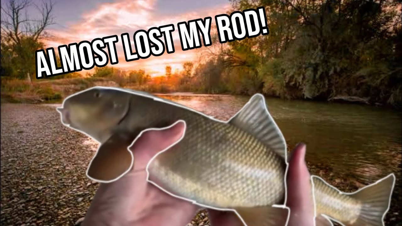 I almost LOST MY ROD fishing for BIG SUCKERS