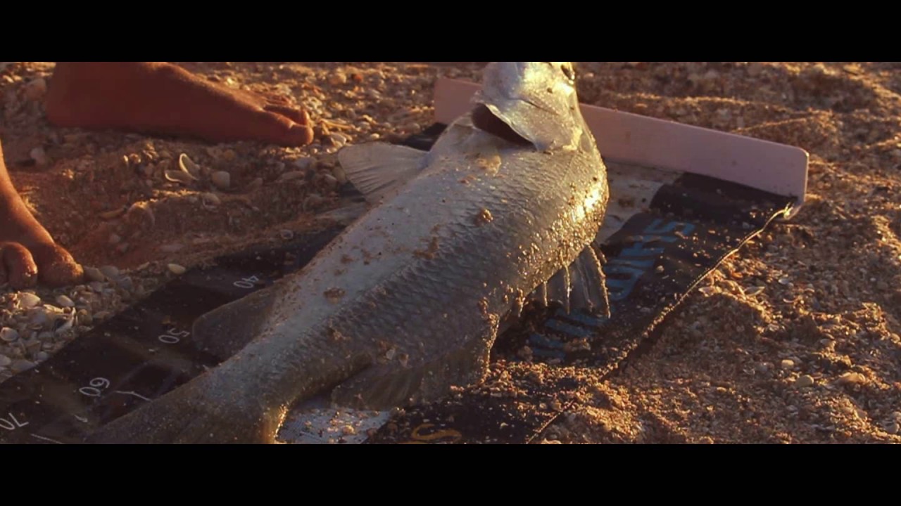 Land base Barra fishing Cairns YouTube