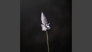 Macro