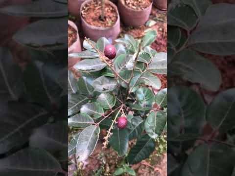 Video CÂY NHÃN TÍM [GIỐNG MỚI] | SĐT/ZALO: 092.692.2886 - youtube
