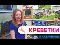 Креветки в аквариуме для начинающих