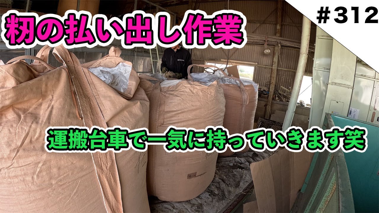 籾の払い出し作業　運搬台車で一気に持っていきます笑