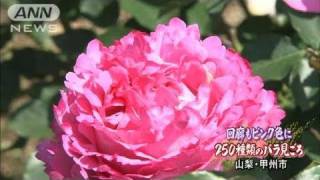 250種類ものバラが見ごろ　山梨・甲州市（11/06/04）