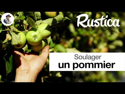 Vidéo: Fructification des pommiers - Pourquoi un pommier ne porte pas de fruits