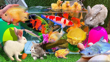 Bắt Cá Trê Bự, Cá Vàng, Con Thỏ Hà Lan, Cá Chép Con, Cá Rô, Cá Lau Kiếng, Con Mèo Con Vịt, Cá Chép