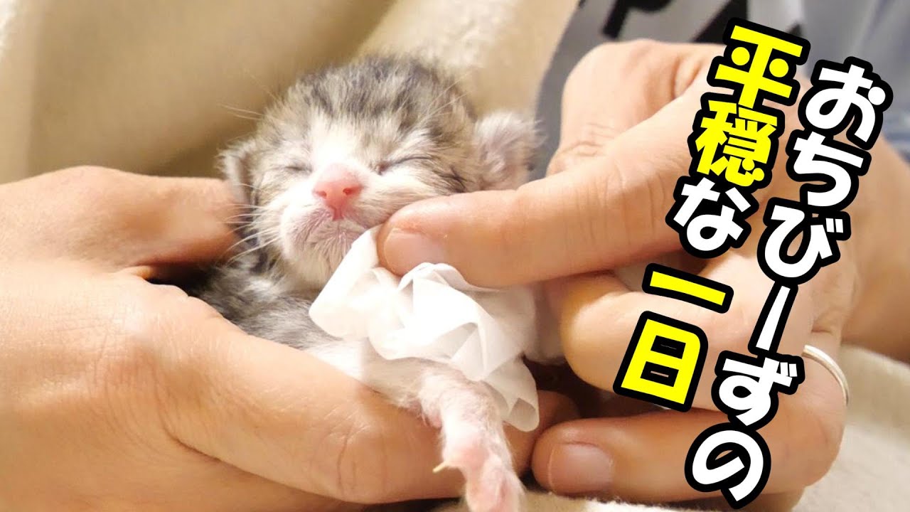 元気にミルクを飲む子猫たちに少し安心する【赤ちゃん猫 保護猫