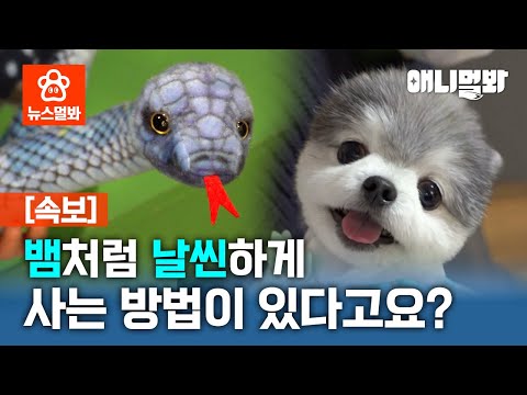 | SBS 뉴스멀봐(2025.01.24) I Let&amp;#39;s be <strong>slim</strong> and smooth as a snake!