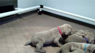 Pixie's Pups 5/14