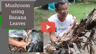 How to Grow Mushroom using Banana Leaves (Backyard Farming)