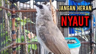 Download Lagu trucukan gacor TARUNG ROPEL PANJANG pancingan trucukan agar bunyi jadikan burung trucuk gacor EMOSI MP3 Download Lagu trucukan gacor TARUNG ROPEL PANJANG pancingan trucukan agar bunyi jadikan burung trucuk gacor EMOSI MP3