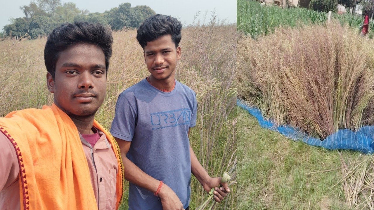 Finally अब हम सब आ जाते हैं सरसों काटने के लिए लेकिन इतना जल्दी