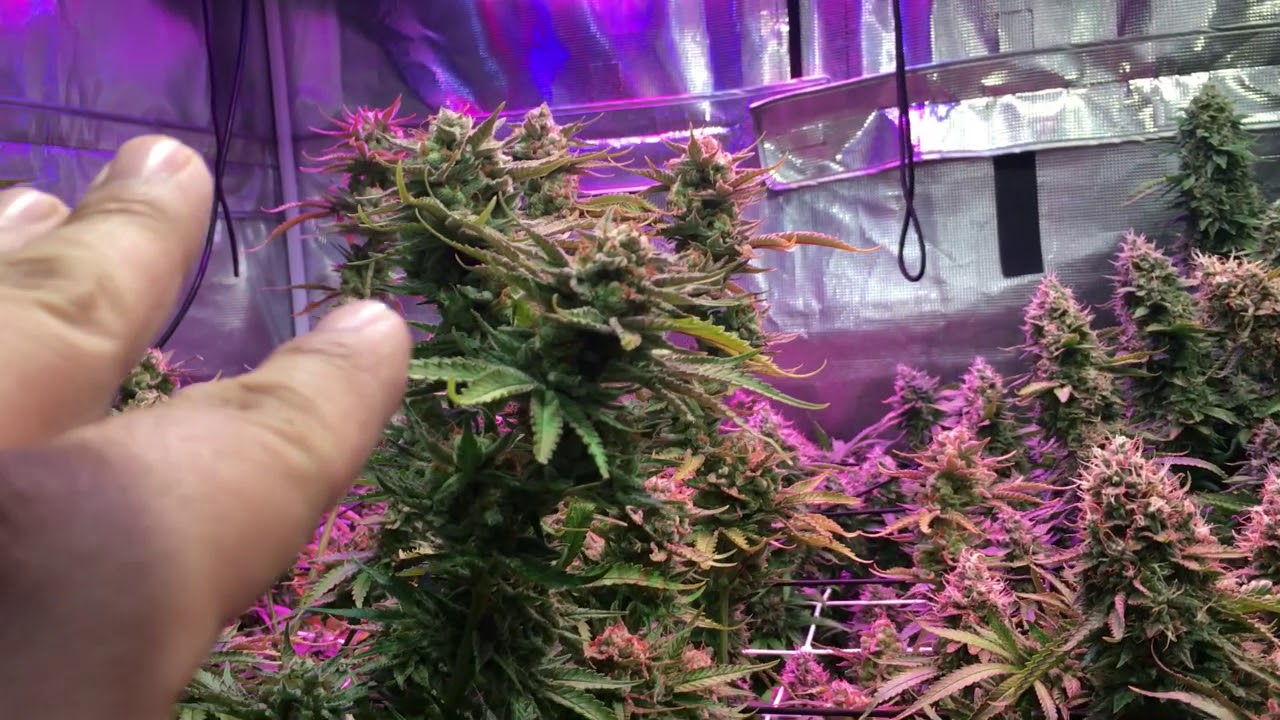 How I tell when the end is near. Final Weeks Before HARVEST!