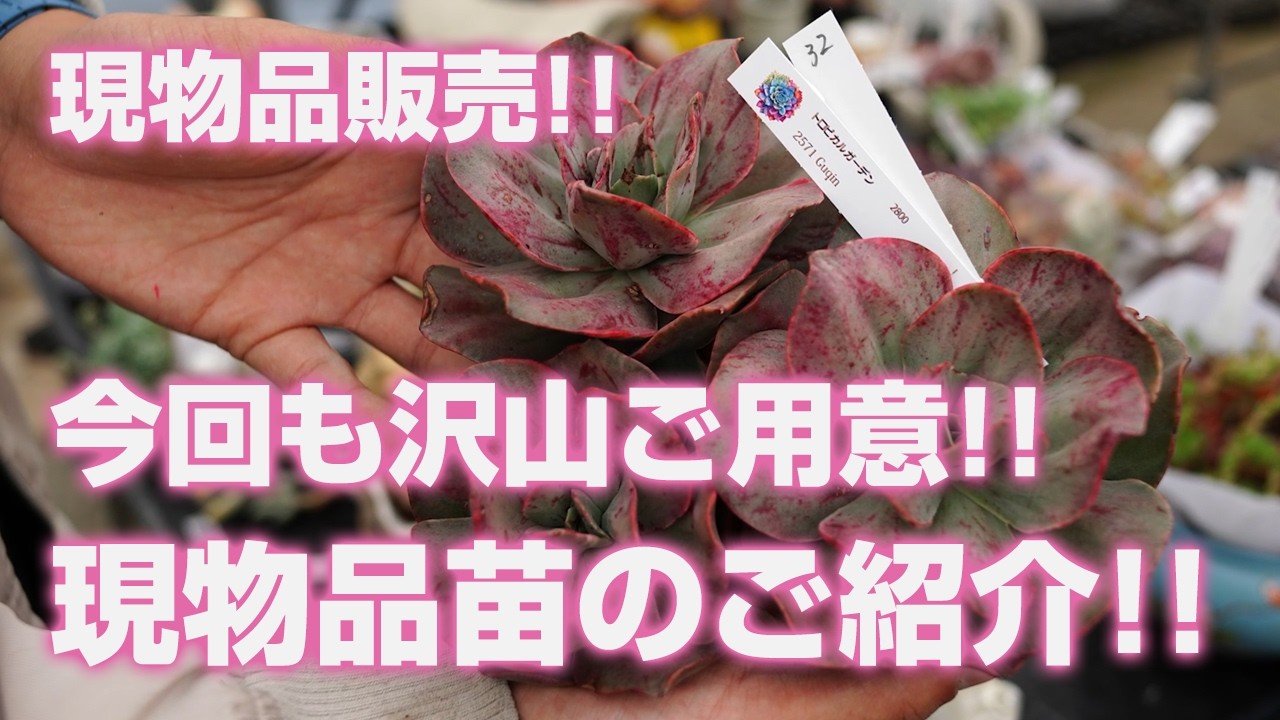 Succulents] We have plenty available again this time!! Introducing