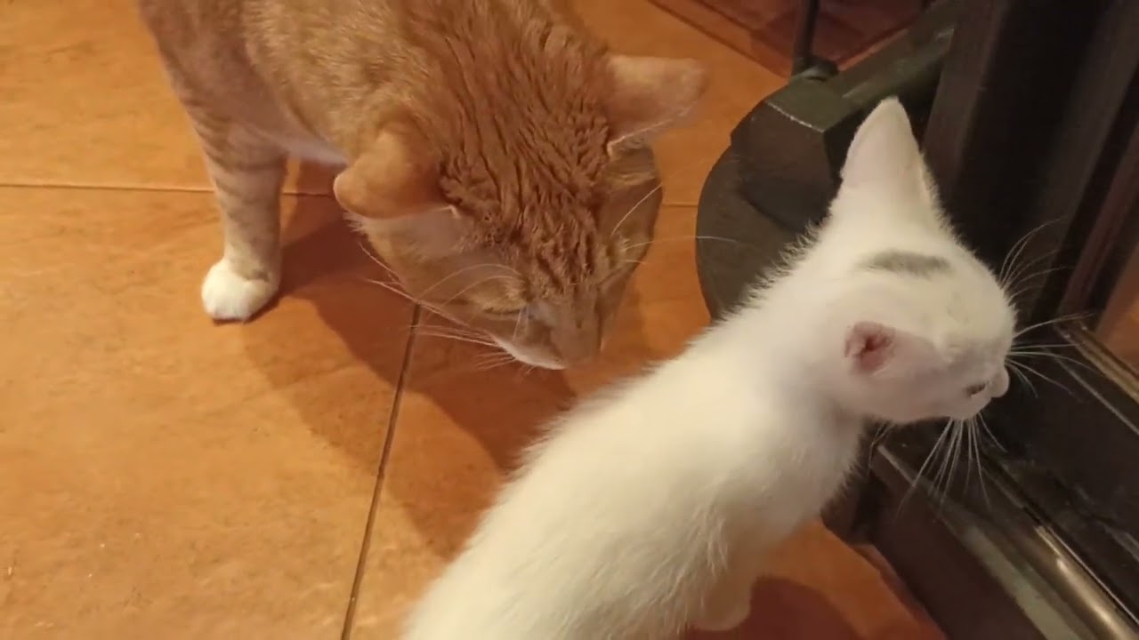 У нас новый ребенок😁 (We have a new baby!!)