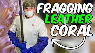 Long Polyp Toadstool Leather Coral Propagation - Frag Swap Prep (Part 1)