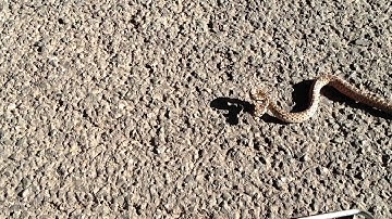 Gopher Snake mimicing a Rattlesnake