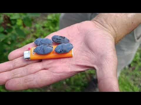 Жимолость. Презентация сорта ЮГАНА. 7-я весна - YouTube