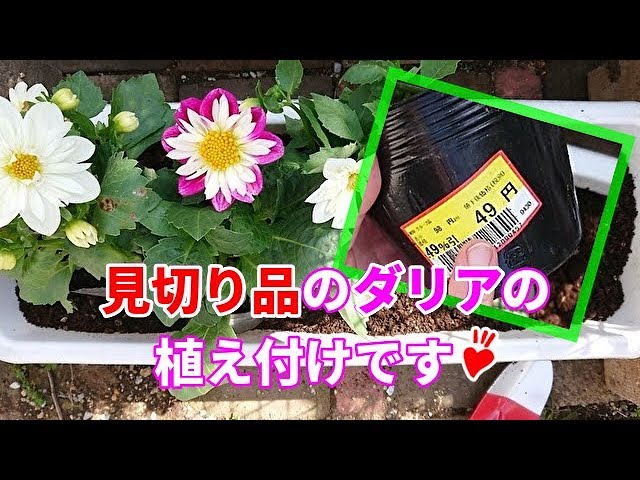 見切り品の49円のダリアを プランターに植え付けました Youtube 見切り品の49円のダリアを プランターに植え付けました Youtube