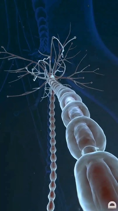 IMPULSO NEURAL OU SINAPSE NEURAL- como funciona a informação da ...