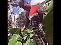 Fai Ma Umaga Mr Kiei Leiataua Raggae 2026 