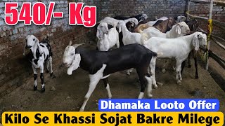 540/- Kg Onwards Sojat Gujri Khassi Bakre At DELIGHT GOAT FARM | Saste Qurbani Ke Bakre In Bhiwandi 