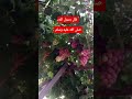 قال رسول الله صلى الله عليه وسلم صبرو اكسبلور صلوا على النبي تيك توك ترند كلام من ذهب Like 