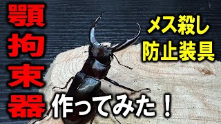 メス殺しゼロに!クワガタのオスの顎拘束具を試作してみた!