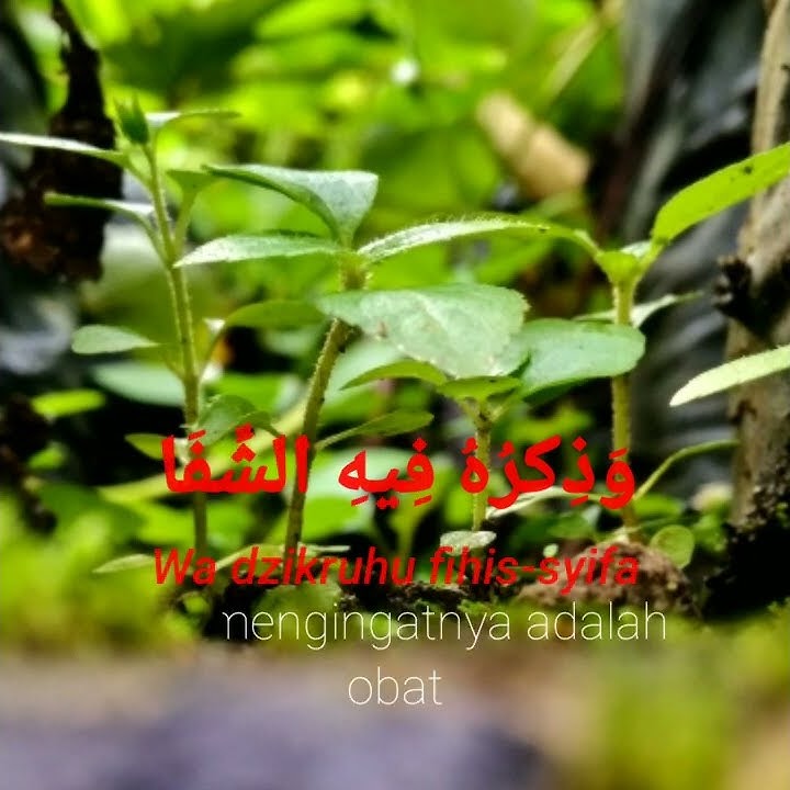 Story wa 30 detik || sholawat innal habibal Musthofa (lirik & terjemahan video)