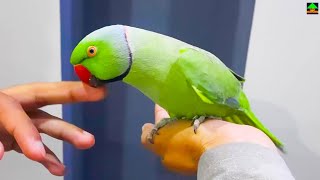 Romeo So Much Friendly Ringneck Talking Parrot