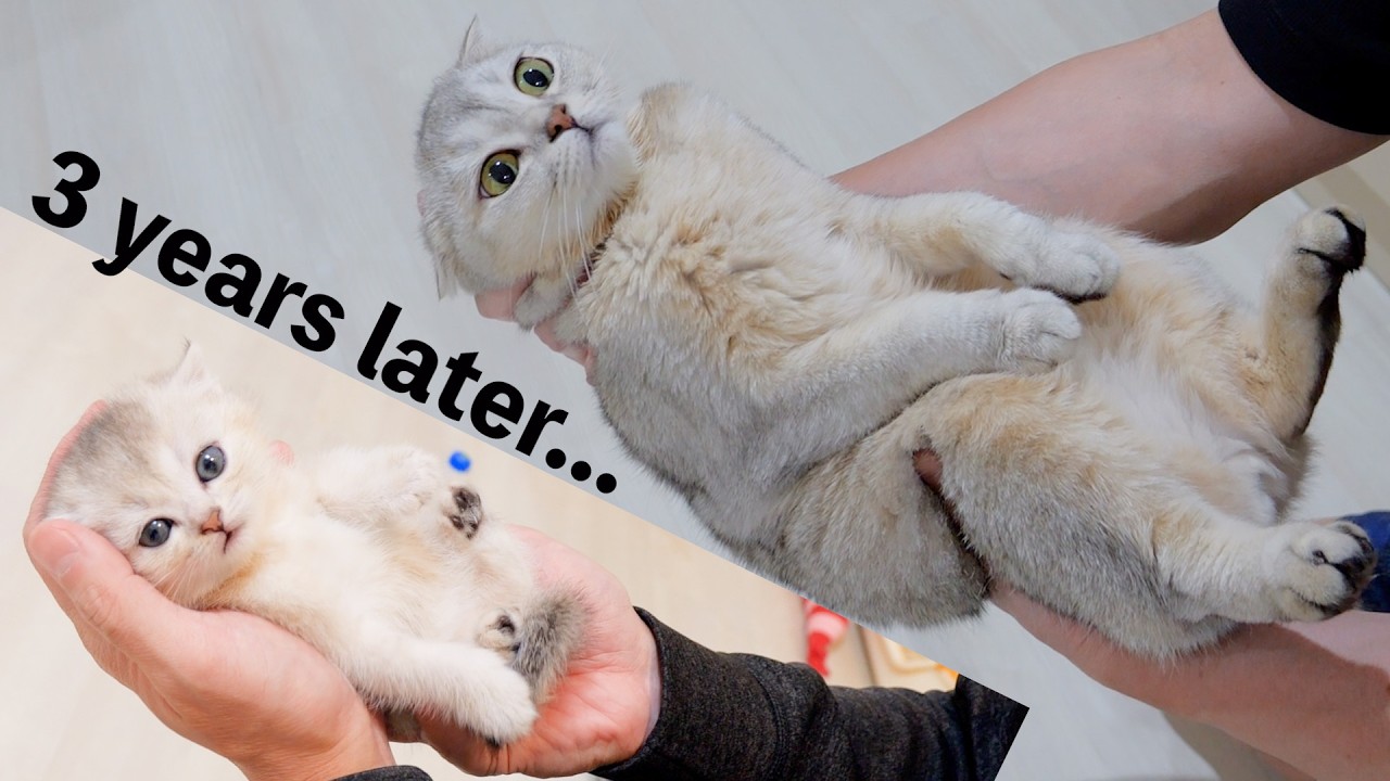 The kitten was just too adorable—even after three years, it still just lets things happen to it. 😊