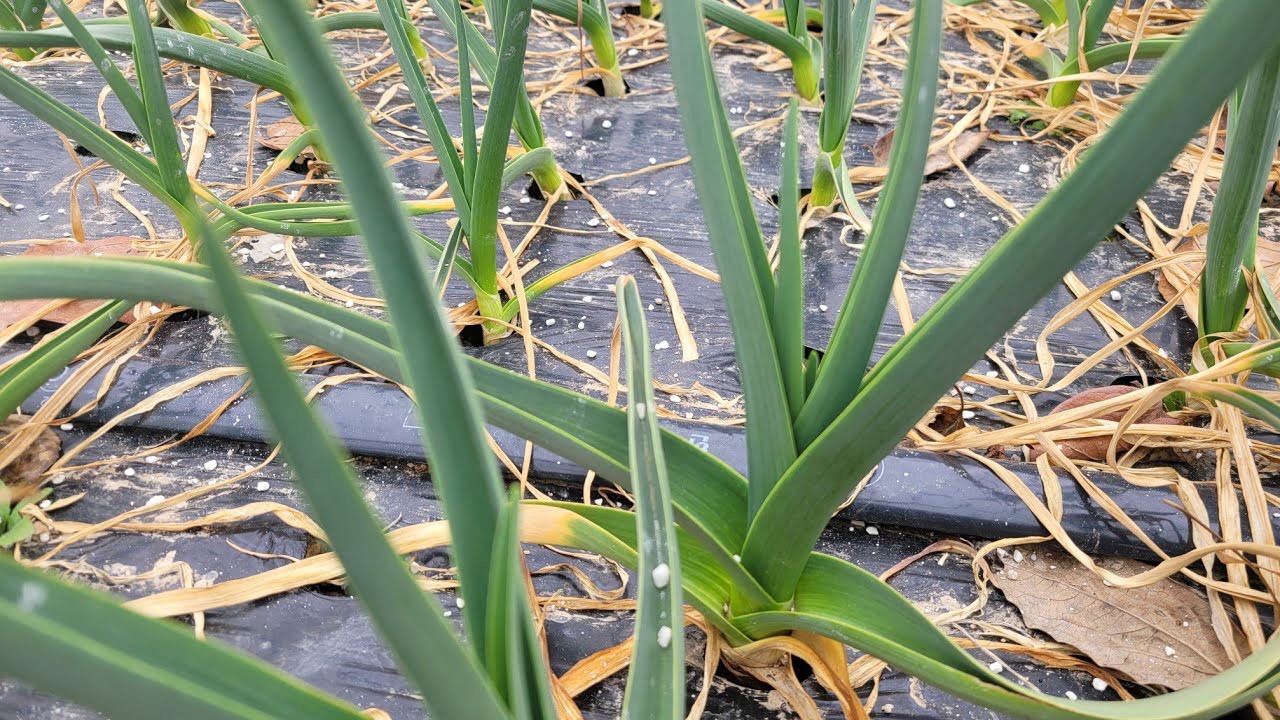 마늘밭 황산가리 시비