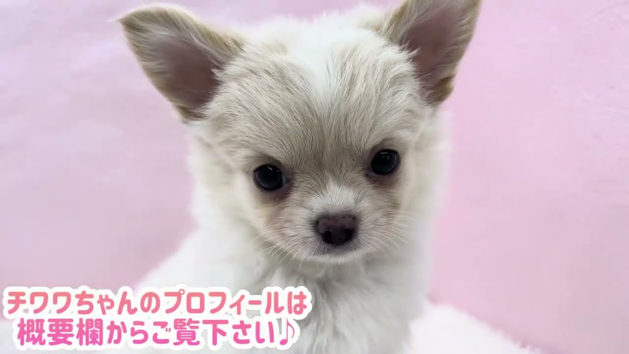 ペットショップマルワン板橋志村坂下店】チワワちゃんのあざといカメラ