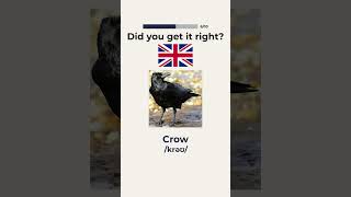 Can You Name These 10 Wild Birds? | English Vocabulary Quiz