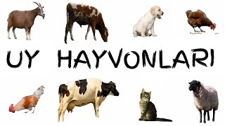 UY HAYVONLARI