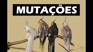 Learn to recognize the mutation of your bird/cockatiel! (w/ eng subs)