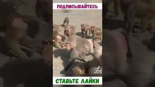 Очень смешные животные 😂