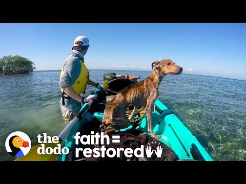 Dog on Remote Island  Near Belize is Rescued and Brought Home | The Dodo Faith = Restored