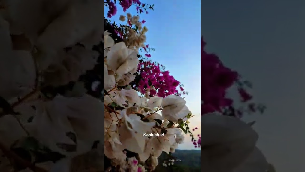 zindagi Tere rango se song. 