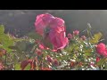 -20220127-【雛形あきこ-天野浩成】#雛形あきこ 様ヘ #東京ドイツ村 #Rose #中森明菜 #愛撫 #バッテリー上がり横浜 #ロードサービス横浜 #GoToトラベル東京都      