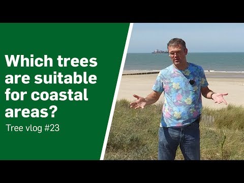 Video: Čo sa deje s kortni z floribaského pobrežia?