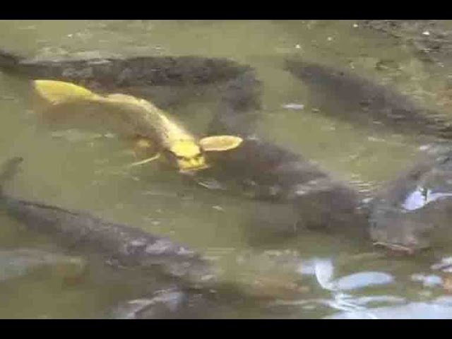 fish with human-like face. - YouTube