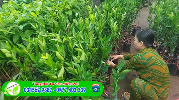 QUÝT ĐƯỜNG TRỒNG ĐƯỢC NHIỀU VÙNG ĐẤT