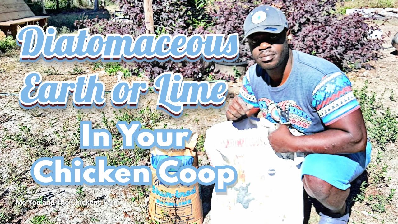 Diatomaceous Earth or Lime in Your Chicken Coop YouTube