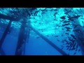 Trip to The Flower Garden Banks National Marine Sanctuary