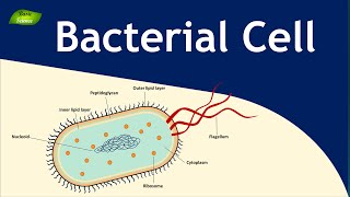 Structure and Function of Bacterial Cell | Microbiology | Basic Science Series