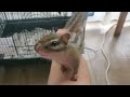 シマリスのケージを変えました!