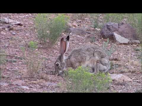 Video: Who Is The American Hare