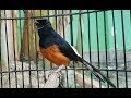Hanya Menit Jadikan Murai Batu Nyaut Gacor Dan Jadi Fighter Mp3 - Mp4 Download