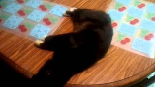 My Cat Is Sooo High Right Now.....